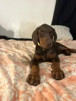 Sunshine , a female Doberman Pinscher for sale in Oxnard, CA – 4 of 4