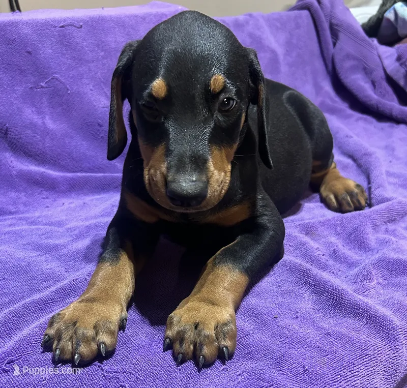 Big boy – Doberman Pinscher puppy for sale in Oxnard, CA