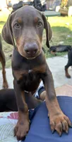 Pride , a male Doberman Pinscher for sale in Oxnard, CA – 4 of 4