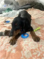  Blue, a male Doberman Pinscher for sale in Oxnard, CA – 3 of 5