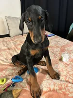 Princess, a female Doberman Pinscher for sale in Oxnard, CA – 2 of 5