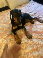 Lady pinks , a female Doberman Pinscher for sale in Oxnard, CA – 4 of 5