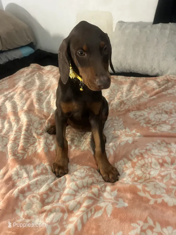 Sunshine  – Doberman Pinscher puppy for sale in Oxnard, CA