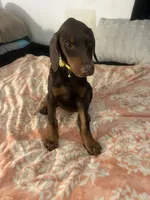 Sunshine , a female Doberman Pinscher for sale in Oxnard, CA – 1 of 4