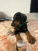 Emerald, a male Doberman Pinscher for sale in Oxnard, CA – 4 of 4