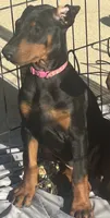 Princess, a male Doberman Pinscher for sale in Oxnard, CA – 3 of 7