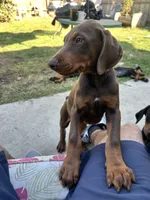 Pride , a male Doberman Pinscher for sale in Oxnard, CA – 2 of 4