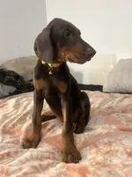 Sunshine , a female Doberman Pinscher for sale in Oxnard, CA – 2 of 4