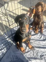 Princess, a male Doberman Pinscher for sale in Oxnard, CA – 6 of 7