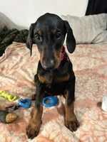 Princess, a female Doberman Pinscher for sale in Oxnard, CA – 5 of 5