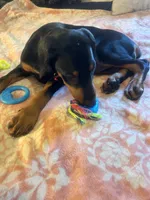 Lady pinks , a female Doberman Pinscher for sale in Oxnard, CA – 5 of 5