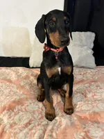 Ruby , a female Doberman Pinscher for sale in Oxnard, CA – 5 of 5