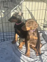 Princess, a male Doberman Pinscher for sale in Oxnard, CA – 7 of 7