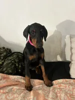 Princess, a female Doberman Pinscher for sale in Oxnard, CA – 4 of 5