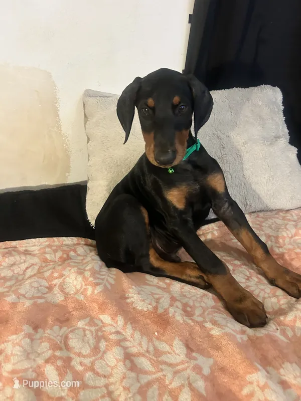 Emerald – Doberman Pinscher puppy for sale in Oxnard, CA