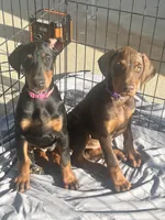 Princess, a male Doberman Pinscher for sale in Oxnard, CA – 2 of 7