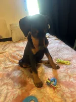 Lady pinks , a female Doberman Pinscher for sale in Oxnard, CA – 3 of 5
