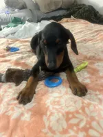  Blue, a male Doberman Pinscher for sale in Oxnard, CA – 2 of 5