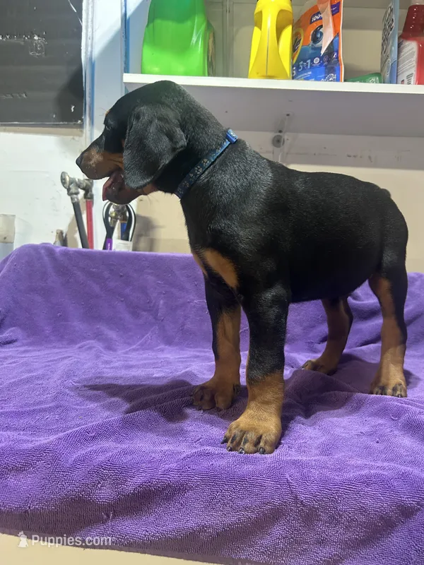  Blue – Doberman Pinscher puppy for sale in Oxnard, CA