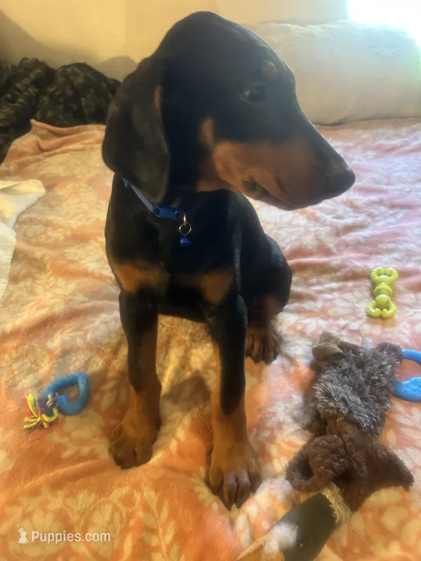  Blue, a male Doberman Pinscher for sale in Oxnard, CA – 1 of 5