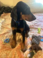 Blue, a male Doberman Pinscher for sale in Oxnard, CA – 1 of 5