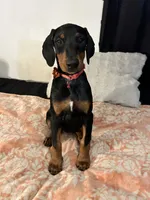 Ruby , a female Doberman Pinscher for sale in Oxnard, CA – 1 of 5