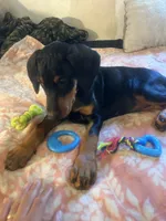 Lady pinks , a female Doberman Pinscher for sale in Oxnard, CA – 2 of 5