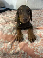 Sunshine , a female Doberman Pinscher for sale in Oxnard, CA – 3 of 4