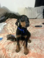  Blue, a male Doberman Pinscher for sale in Oxnard, CA – 5 of 5
