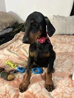 Princess, a female Doberman Pinscher for sale in Oxnard, CA – 3 of 5