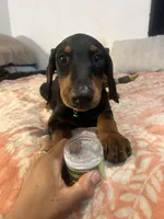 Emerald, a male Doberman Pinscher for sale in Oxnard, CA – 2 of 4