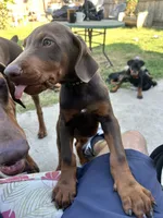 Pride , a male Doberman Pinscher for sale in Oxnard, CA – 3 of 4