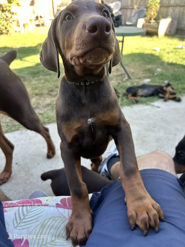 Pride  – Doberman Pinscher puppy for sale in Oxnard, CA