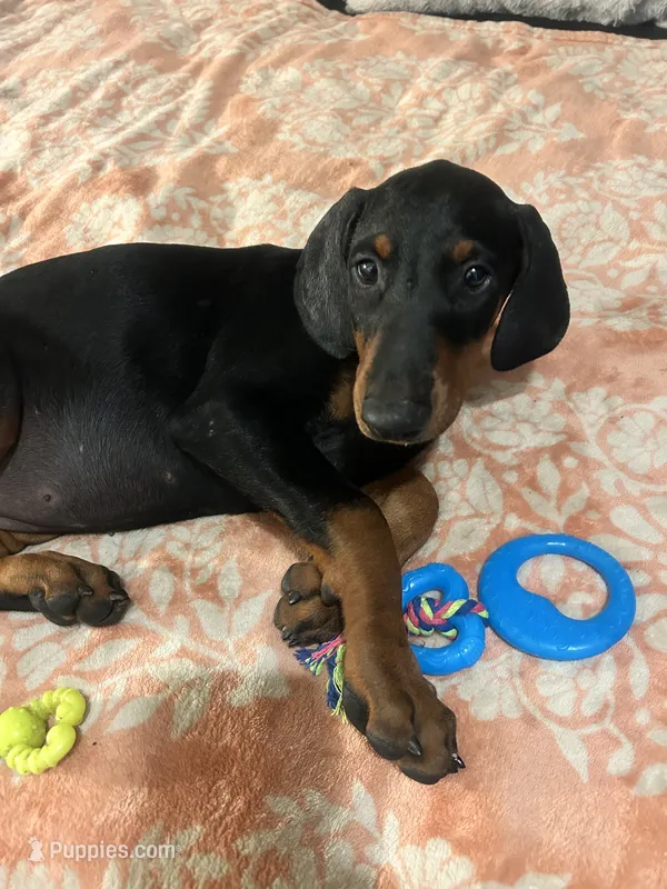 Princess – Doberman Pinscher puppy for sale in Oxnard, CA