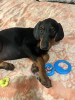 Princess, a female Doberman Pinscher for sale in Oxnard, CA – 1 of 5