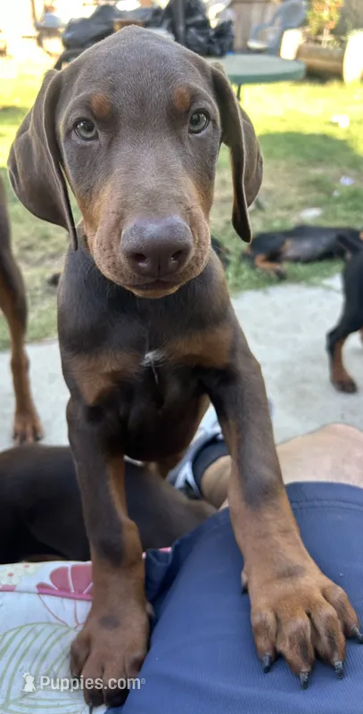  pride – Doberman Pinscher puppy for sale in Oxnard, CA