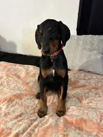 Ruby , a female Doberman Pinscher for sale in Oxnard, CA – 4 of 5