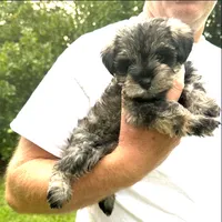 Kiwi, a male Miniature Schnauzer for sale in Commerce, GA – 7 of 7