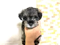 Kiwi, a male Miniature Schnauzer for sale in Commerce, GA – 4 of 7