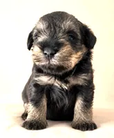 Kiwi, a male Miniature Schnauzer for sale in Commerce, GA – 3 of 7