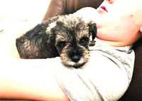 Kiwi, a male Miniature Schnauzer for sale in Commerce, GA – 5 of 7