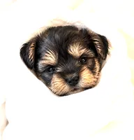 Kiwi, a male Miniature Schnauzer for sale in Commerce, GA – 6 of 7