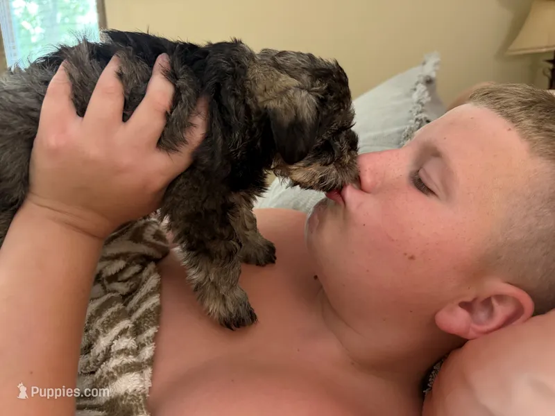 Kiwi – Miniature Schnauzer puppy for sale in Commerce, GA