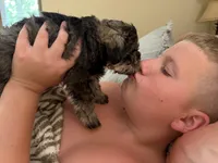 Kiwi, a male Miniature Schnauzer for sale in Commerce, GA – 1 of 7