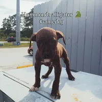 Riot, a male American Pit Bull Terrier for sale in Greenville, NC – 4 of 8