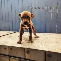 Kagomi, a female American Pit Bull Terrier for sale in Greenville, NC – 3 of 3