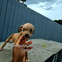 Drolta, a female American Pit Bull Terrier for sale in Greenville, NC – 2 of 4