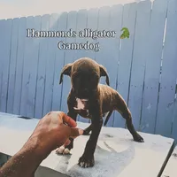 Riot, a male American Pit Bull Terrier for sale in Greenville, NC – 6 of 8
