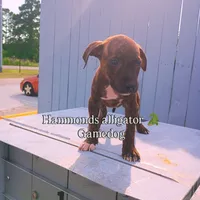 Riot, a male American Pit Bull Terrier for sale in Greenville, NC – 8 of 8