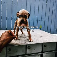 Drolta, a female American Pit Bull Terrier for sale in Greenville, NC – 4 of 4
